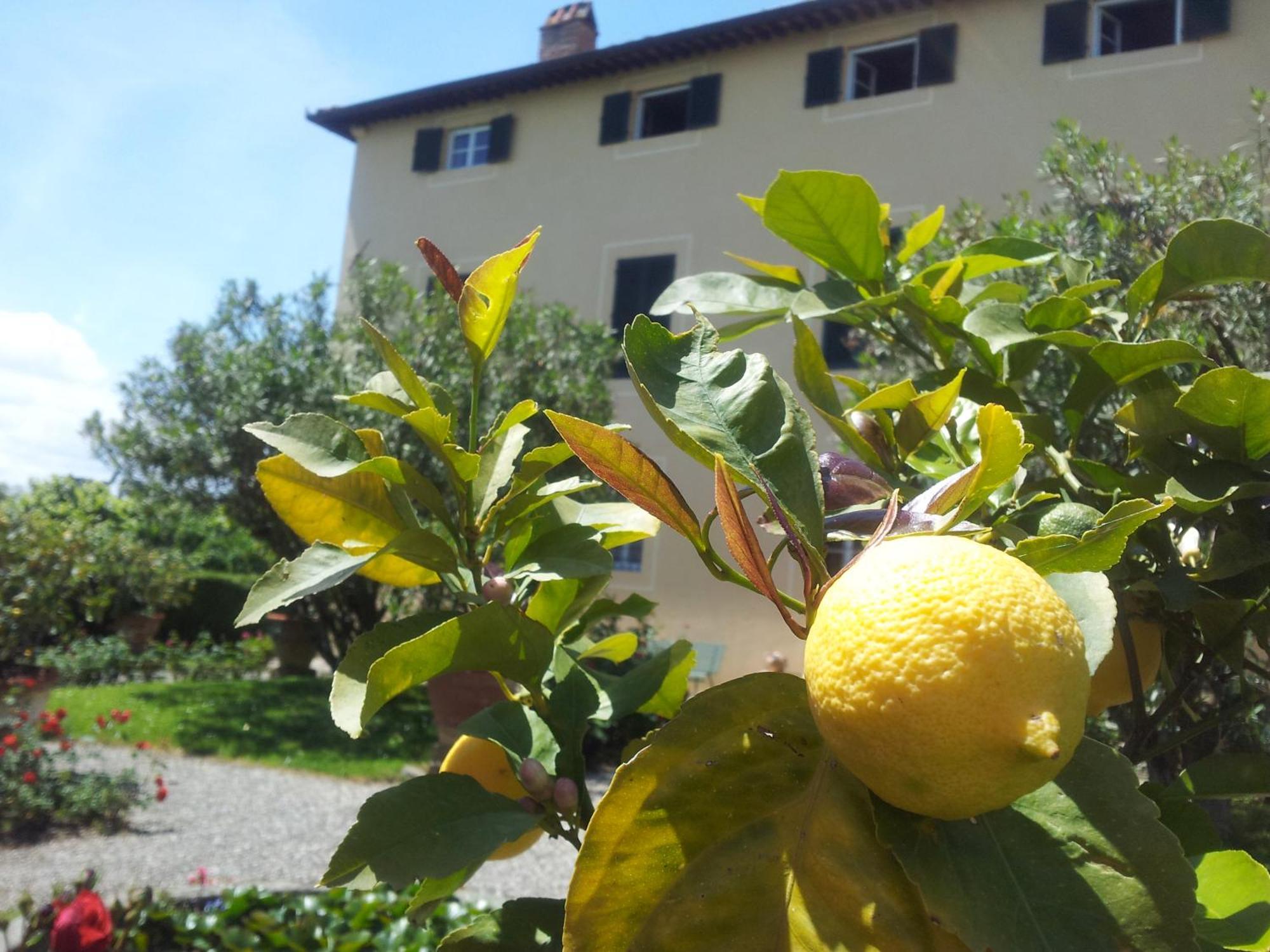 Fattoria Gambaro Di Petrognano Villa Collodi Kültér fotó