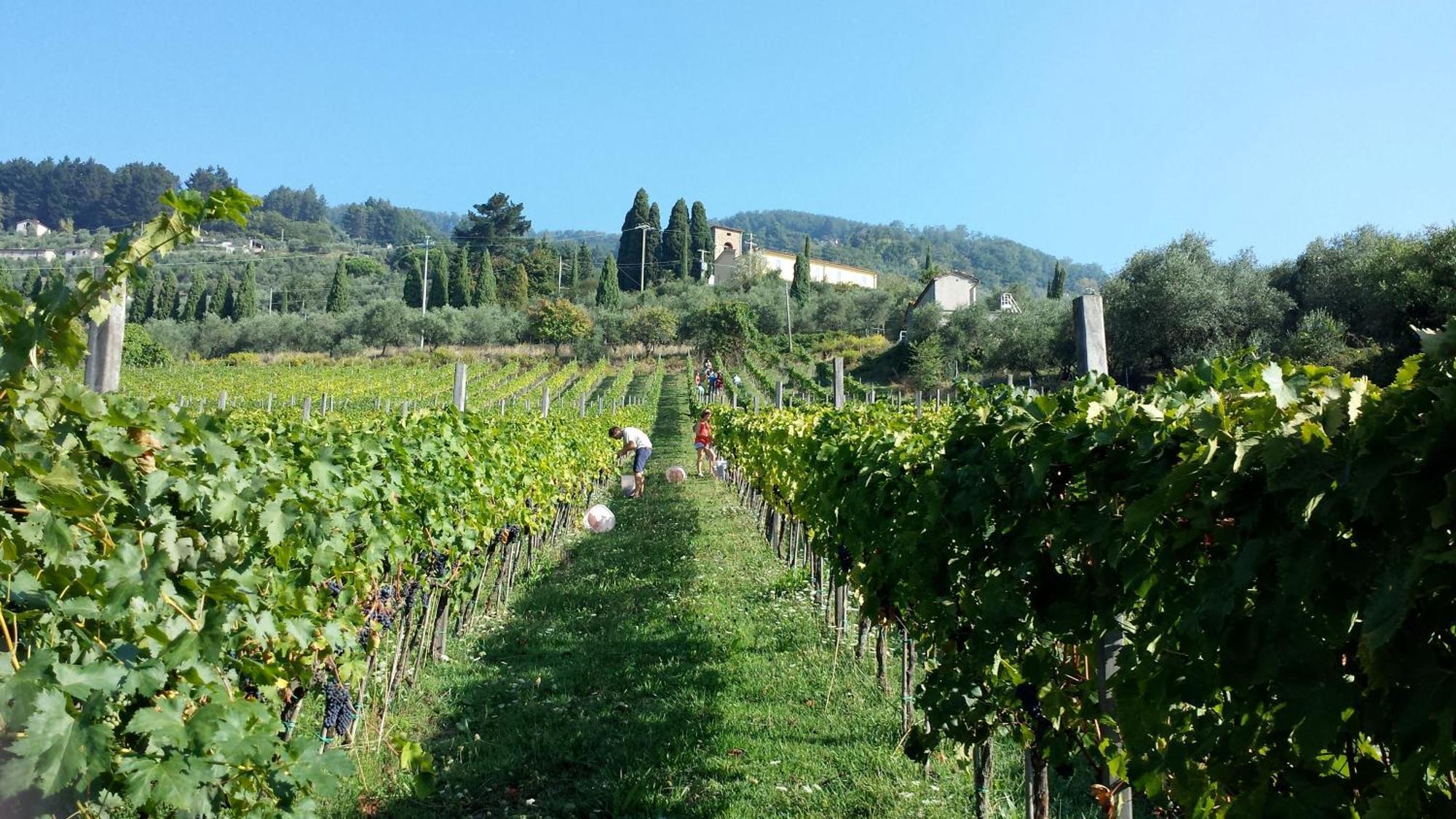 Fattoria Gambaro Di Petrognano Villa Collodi Kültér fotó